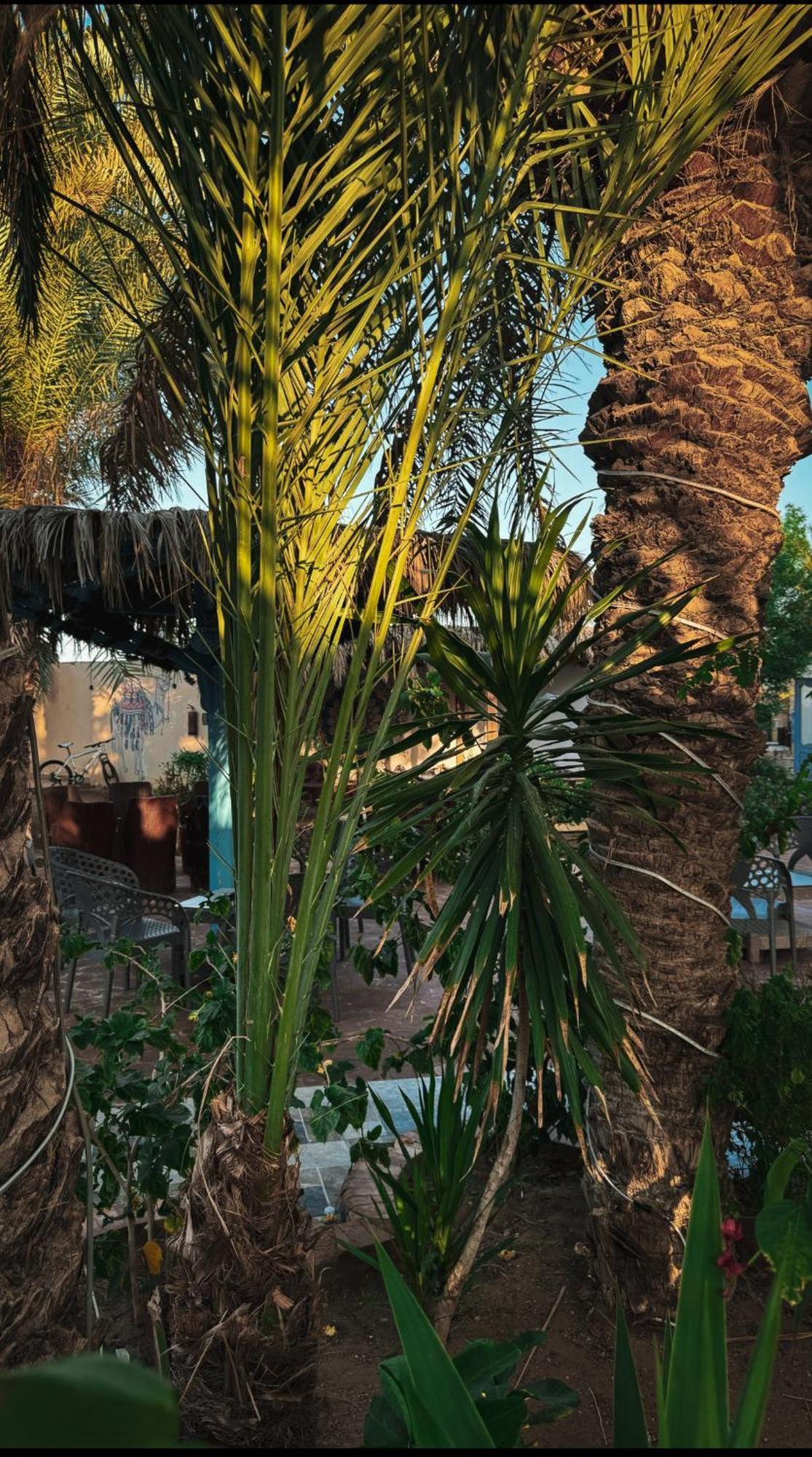 Miramar Camp Dahab Hotell Exteriör bild