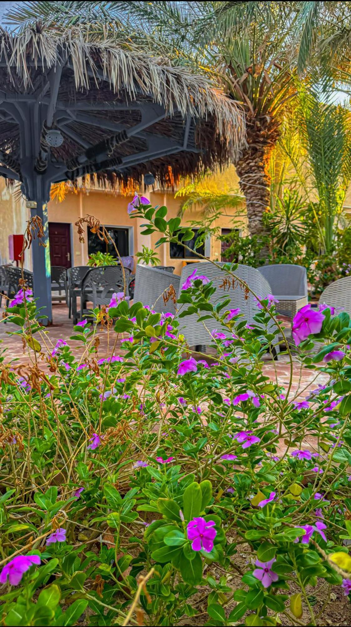 Miramar Camp Dahab Hotell Exteriör bild